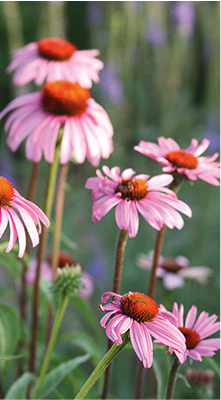 Echinacea or purple coneflower is a top pick for Midwestern gardens Work - photo 4