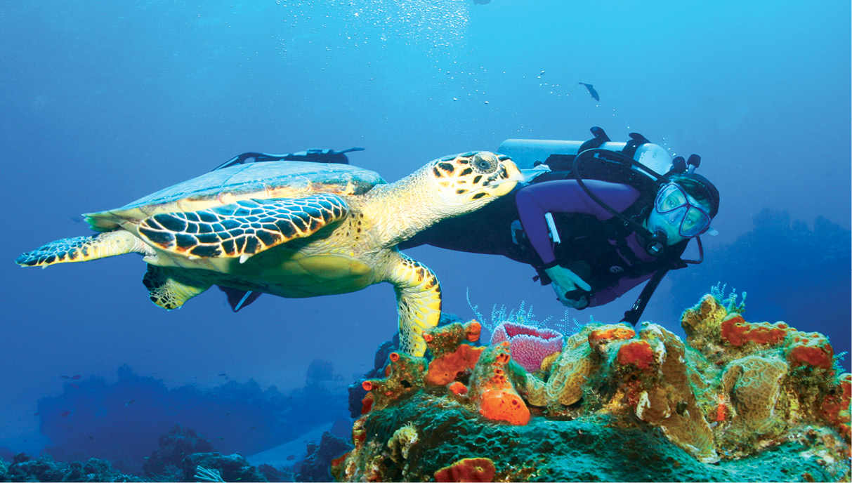 A scuba diver explores the undersea world around Cozumel The slippery - photo 18