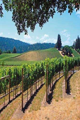 rolling vineyards in Napa giant sequoia tree in the Mariposa Grove Yos - photo 6