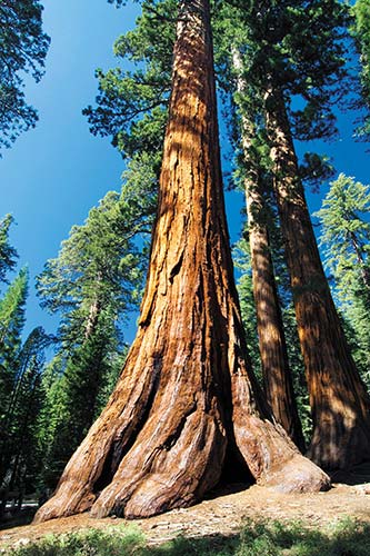giant sequoia tree in the Mariposa Grove Yosemite National Park - photo 7