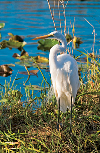 Backroads of Florida Your Guide to Great Day Trips Weekend Getaways - image 3