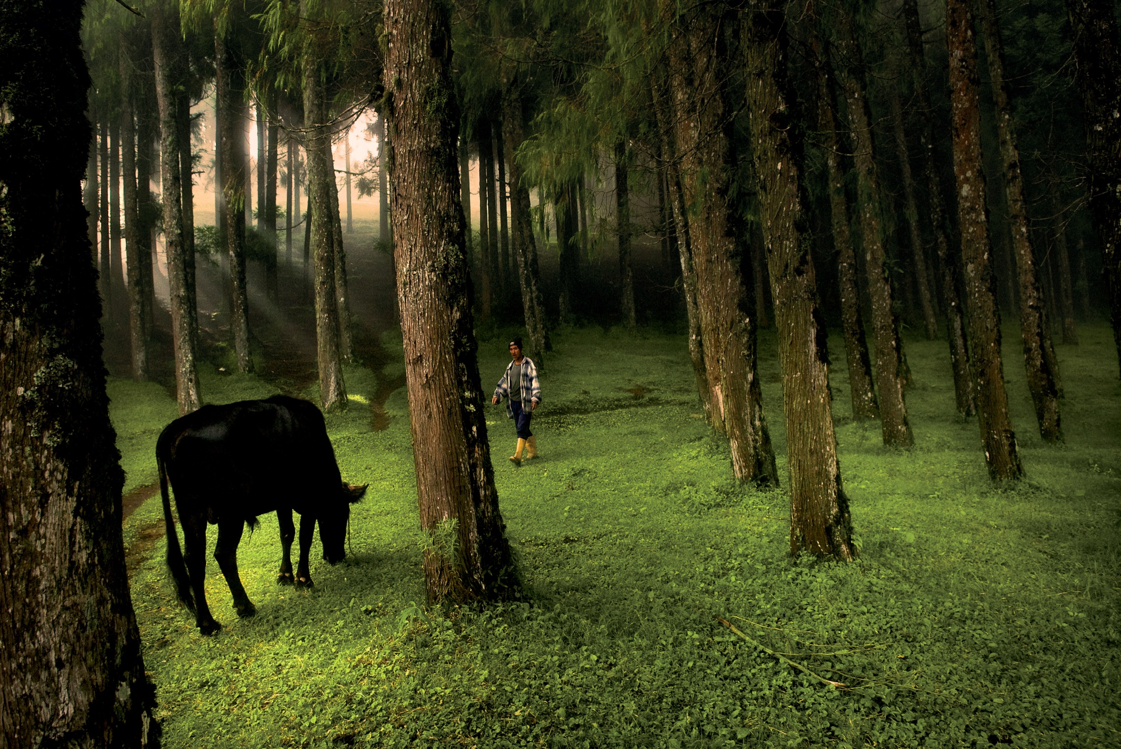 A man walks through a forest in Rethung Gonpa village outside of Trashigang in - photo 5