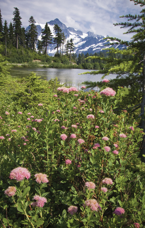 TREES SHRUBS of the PACIFIC NORTHWEST Mark Turner Ellen Kuhlmann TIMBER - photo 11