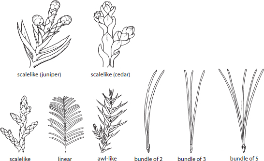 CONIFERS LEAF ARRANGEMENTS LEAF EDGES LEAF SHAPES - photo 1