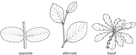 LEAF ARRANGEMENTS LEAF EDGES LEAF SHAPES COMPOUND LEA - photo 2