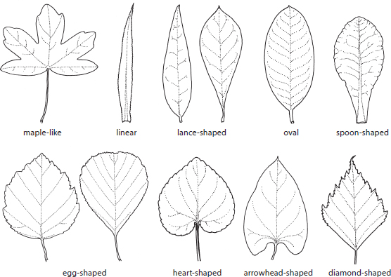 LEAF SHAPES COMPOUND LEAVES LEAF PARTS FLOWER SHAPES - photo 4