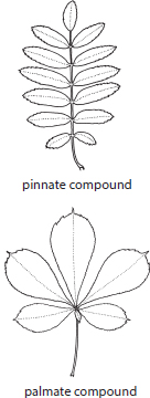 COMPOUND LEAVES LEAF PARTS FLOWER SHAPES FLOWER PART - photo 5