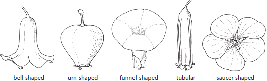 FLOWER SHAPES FLOWER PARTS ASTER FAMILY COMPOSITE FLOWER - photo 7