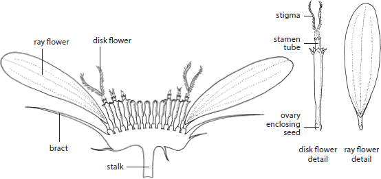 ASTER FAMILY COMPOSITE FLOWER FRUITS AND SEEDS - photo 9