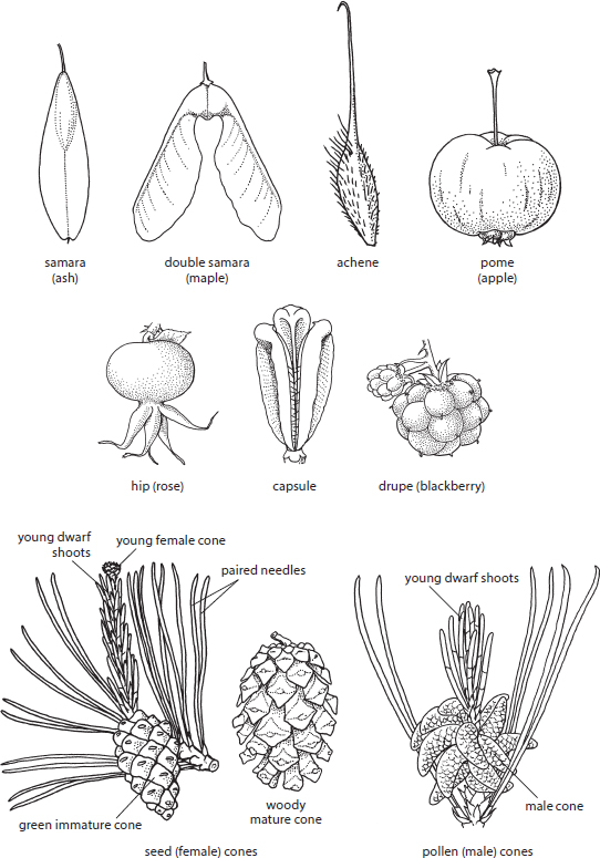 FRUITS AND SEEDS TREES SHRUBS of the PACIFIC NORTHWEST Mar - photo 10