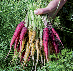 The VEGETABLE Bible A comprehensive guide to growing preserving storing - photo 2