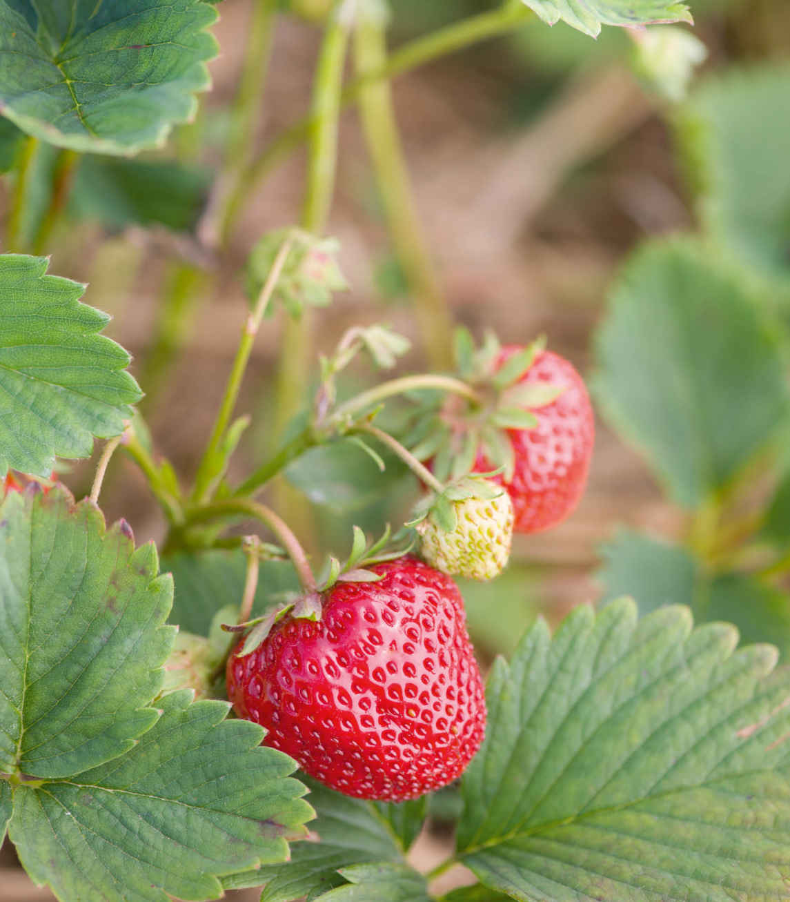 Strawberry-Mint Lemonade Sweet strawberries are the perfect complement to tangy - photo 7