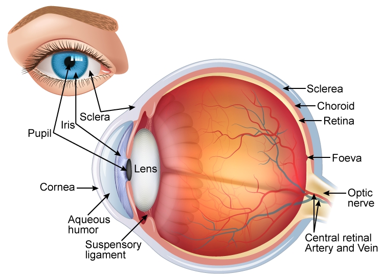 The outer elements of the eye The vision is made up of the anterior segment - photo 7