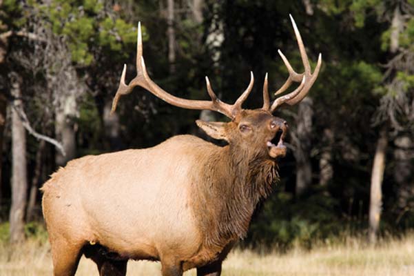 elk Banff winter sunset While natural beauty is the main selling point the - photo 16