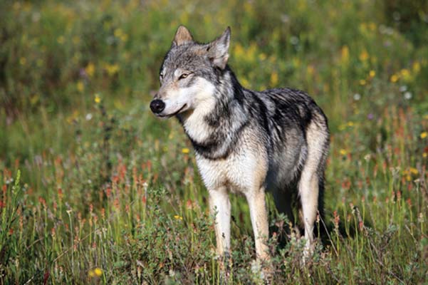 wolf Where to Go Banff National Park Banff is the crown jewel in - photo 20