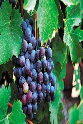 organic wine grapes in Sonoma San Francisco street Big Sur coastline at - photo 13