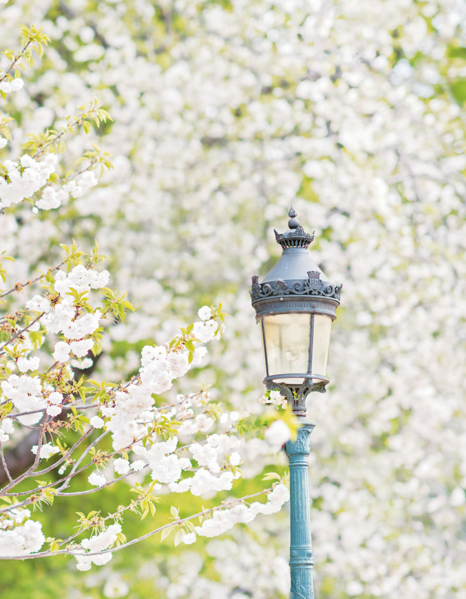 Paris in Bloom - photo 6