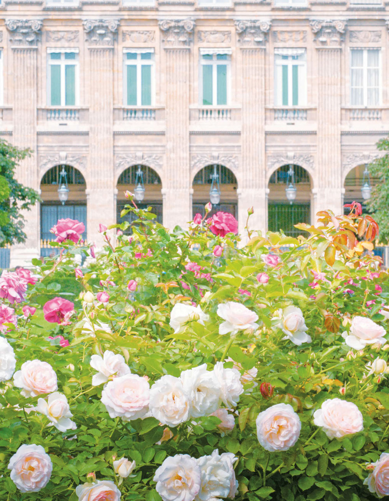 Paris in Bloom - photo 9