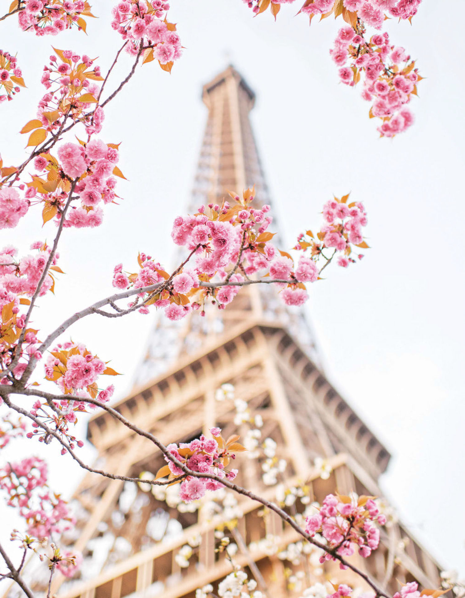 Paris in Bloom - photo 11