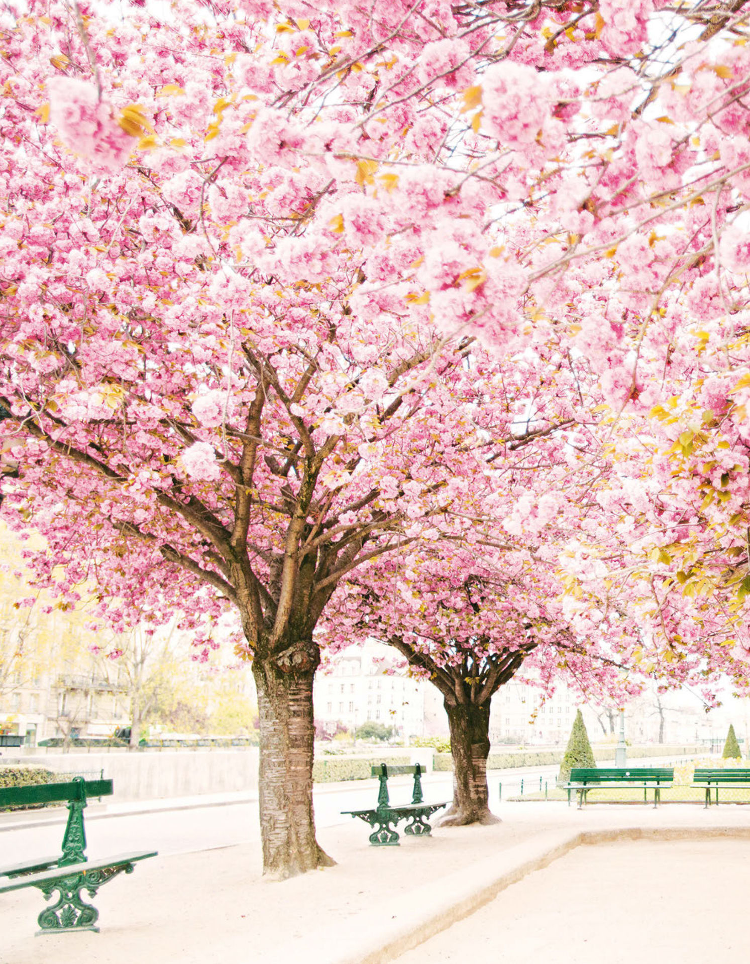 Paris in Bloom - photo 23