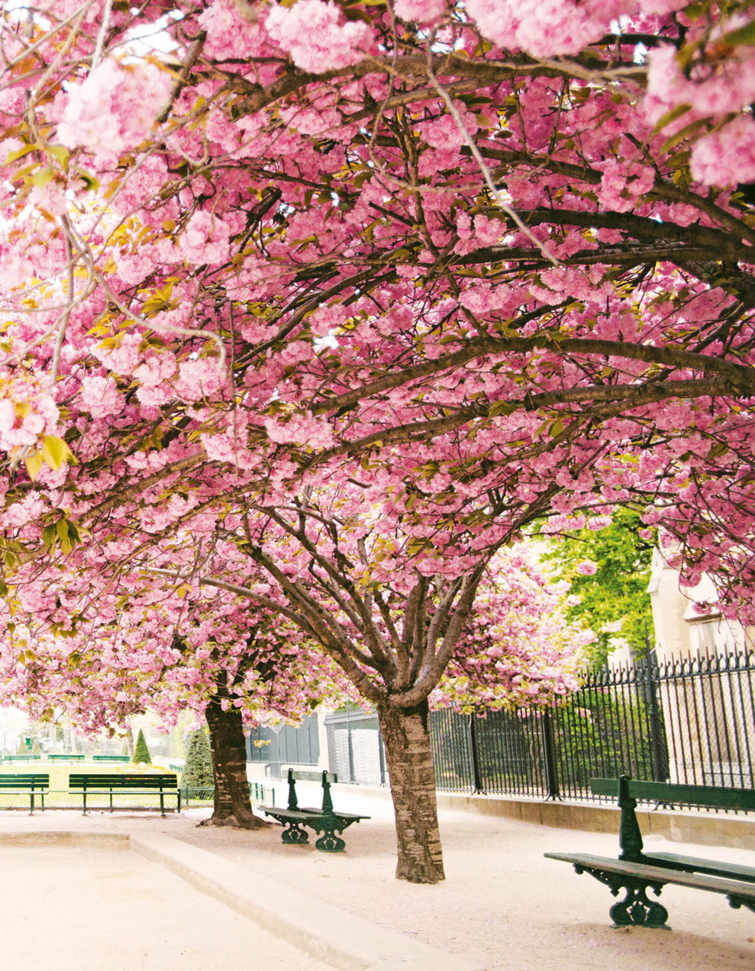 Paris in Bloom - photo 24