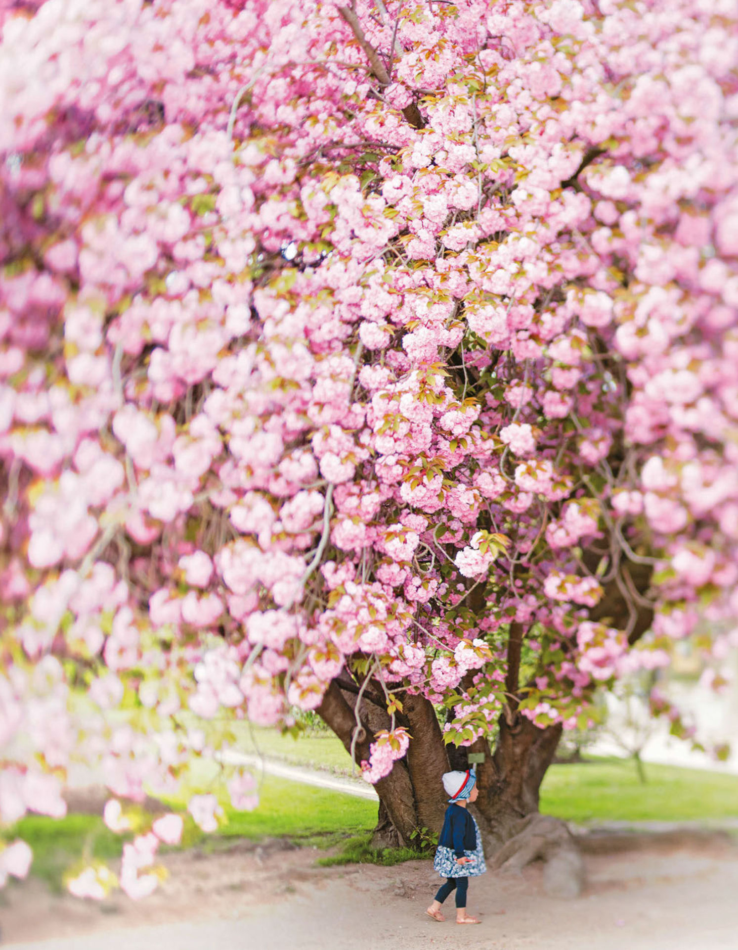 Paris in Bloom - photo 37