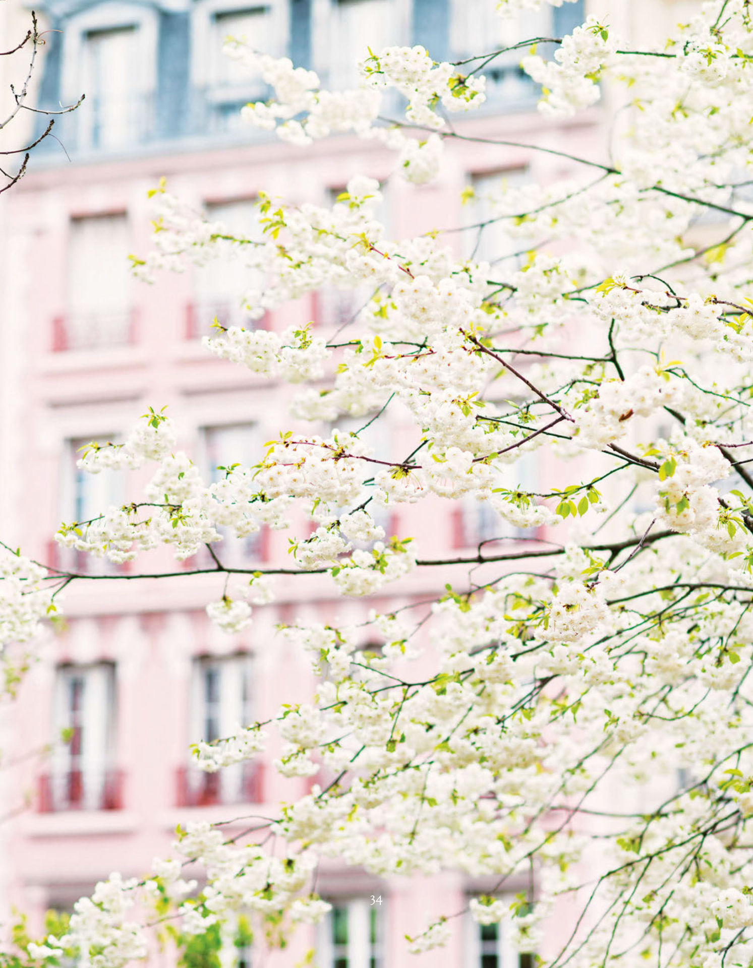 Paris in Bloom - photo 39