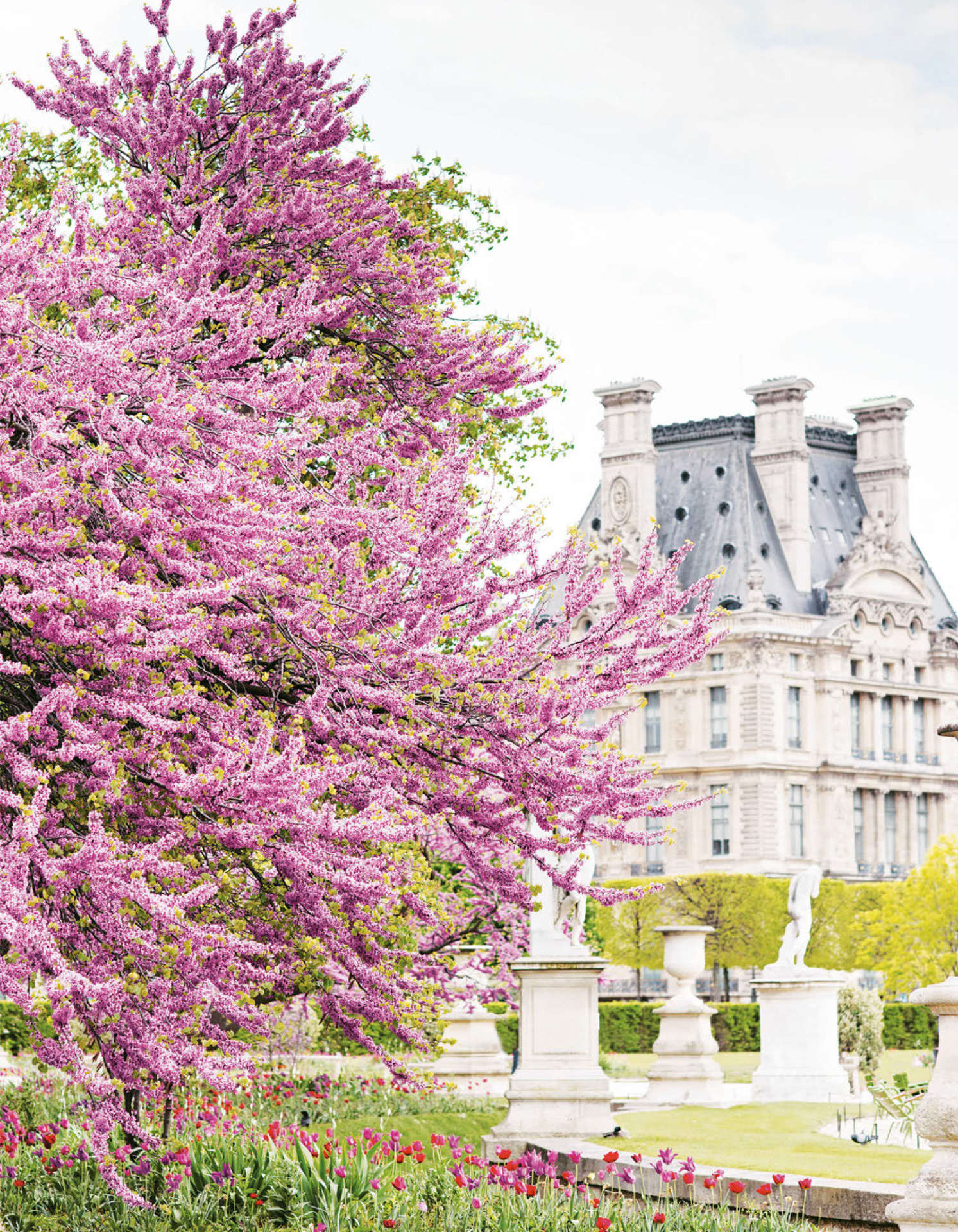 Paris in Bloom - photo 52