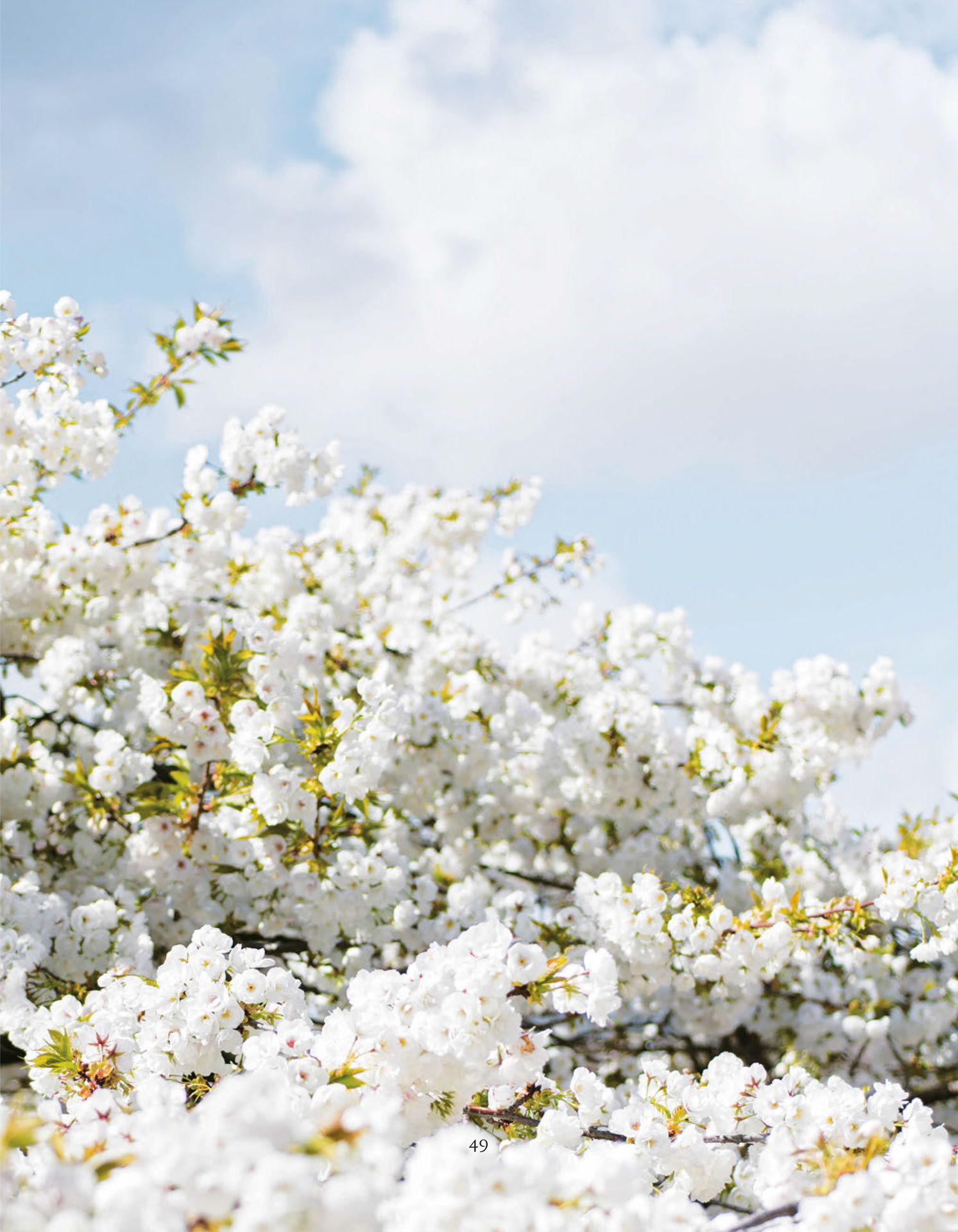 Paris in Bloom - photo 54