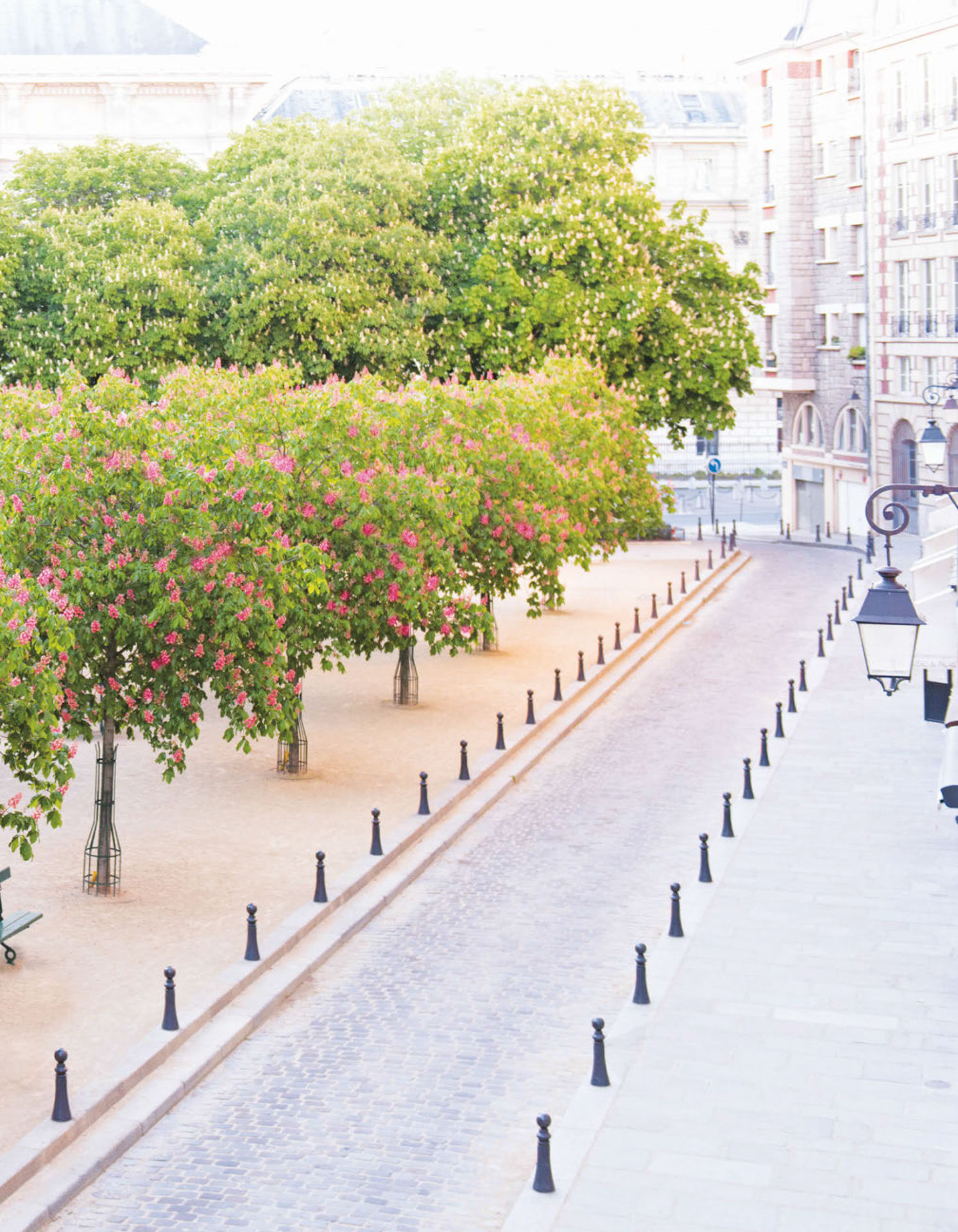 Paris in Bloom - photo 56