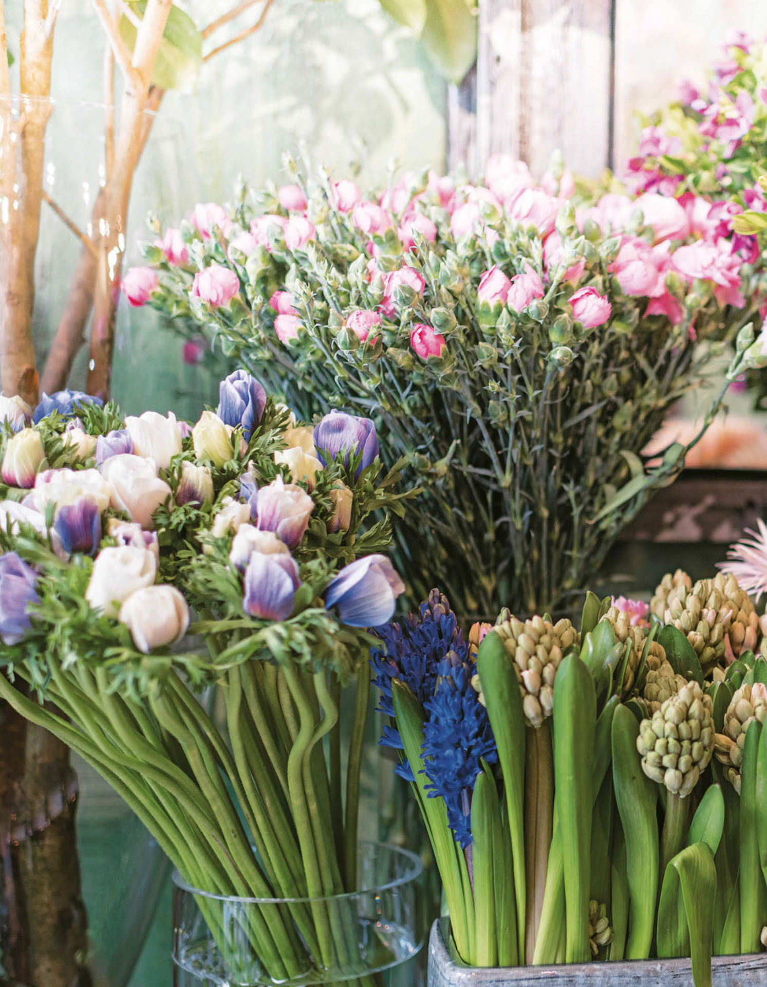 Paris in Bloom - photo 65