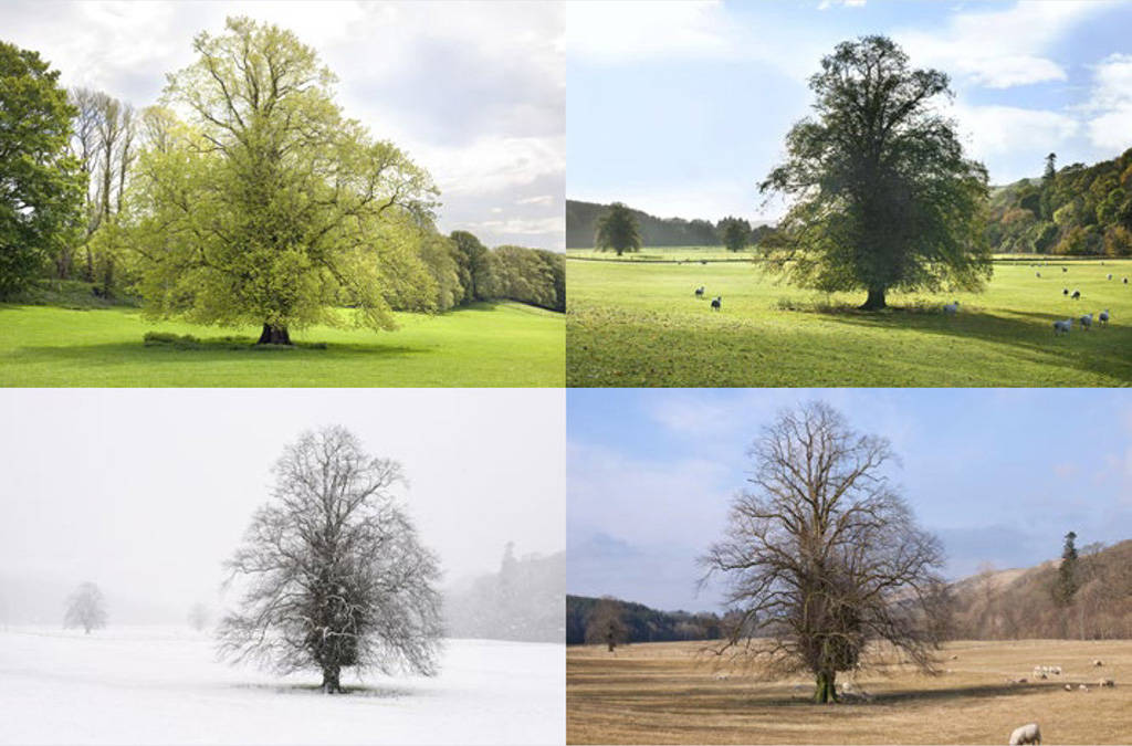 Lime trees through the seasons in Scotlands Stinchar Valley I have to admit to - photo 6