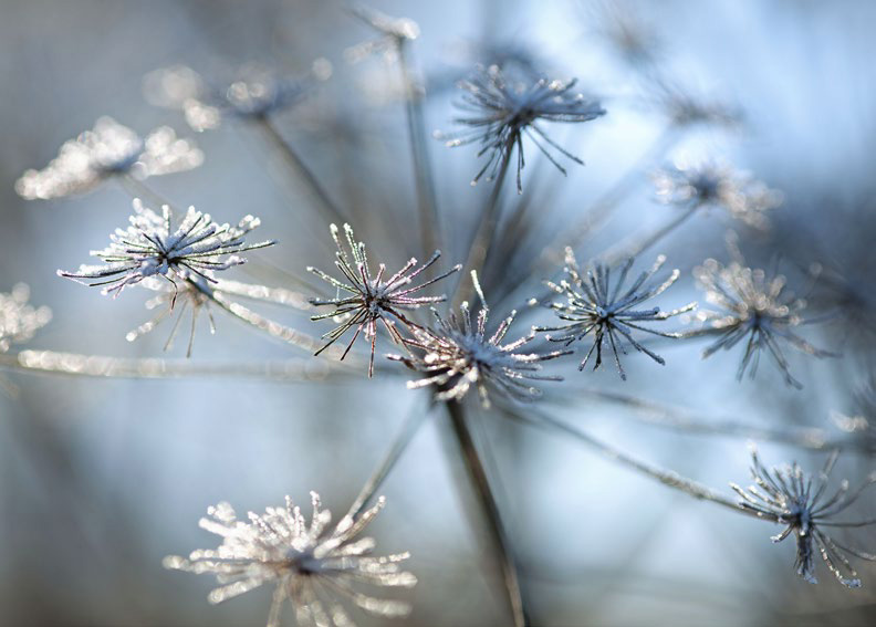 Frosted umbellifera HOW TO USE THIS BOOK Weve talked about why to photograph - photo 10