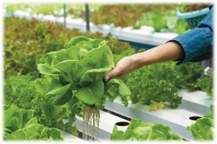 What is Hydroponics Hydroponics is a combination of hydro and ponos ancient - photo 5
