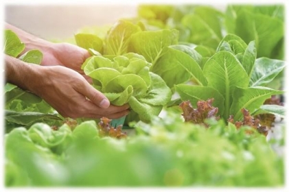 The Benefits of Hydroponics The top benefit to growing plants hydroponically is - photo 6