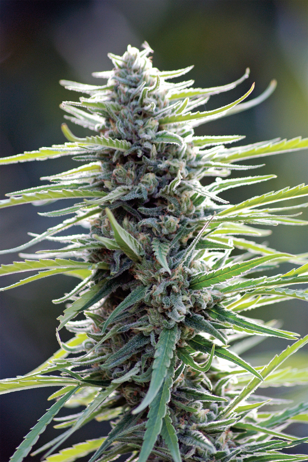 Cannabis Sativa The Essential Guide to the Worlds Finest Marijuana Strains - photo 1