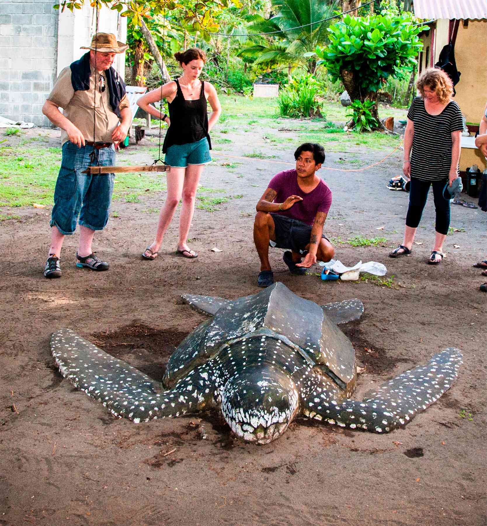 t The sight of an arribada mass arrival of sea turtles crawling up Costa - photo 11