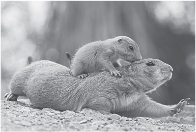 Many people may not realize that prairie dogs like this black-tailed prairie - photo 3