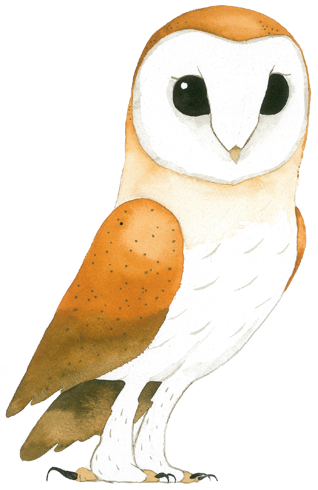 Barn Owl Barn Owl Tyto alba - photo 19