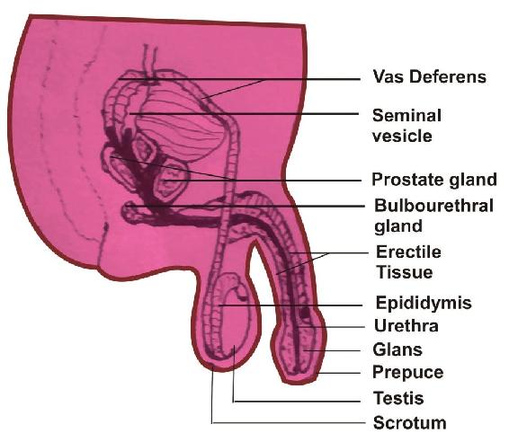 The male reproductive organ comprises Seminal vesicle Ejaculatory duct - photo 1