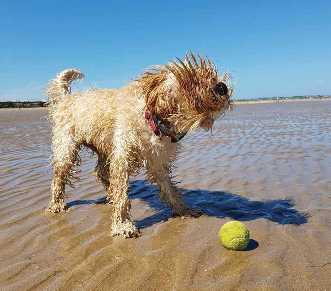 Dogs 500 Pooch Portraits to Brighten Your Day - photo 5