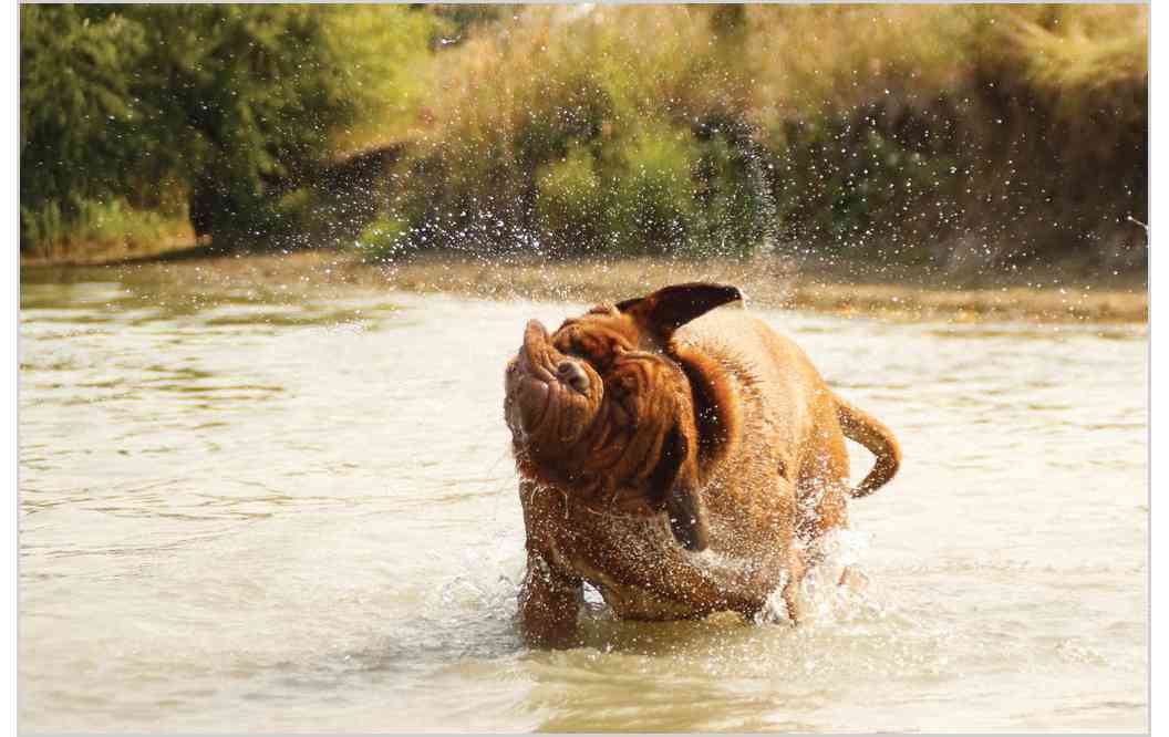 Dogs 500 Pooch Portraits to Brighten Your Day - photo 16