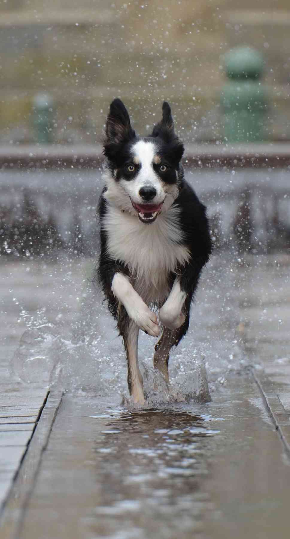 Dogs 500 Pooch Portraits to Brighten Your Day - photo 20