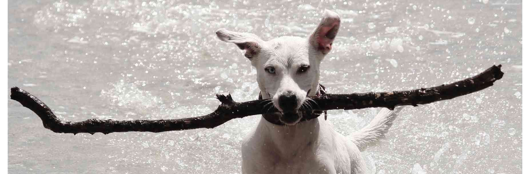 Dogs 500 Pooch Portraits to Brighten Your Day - photo 22