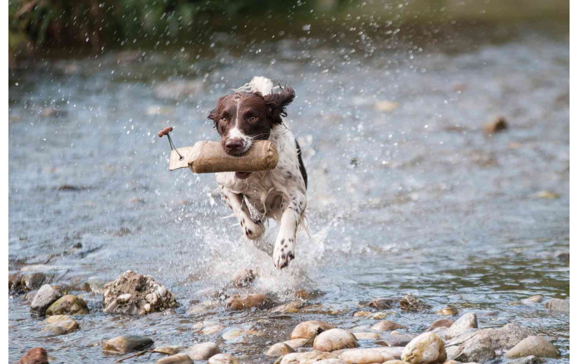 Dogs 500 Pooch Portraits to Brighten Your Day - photo 29