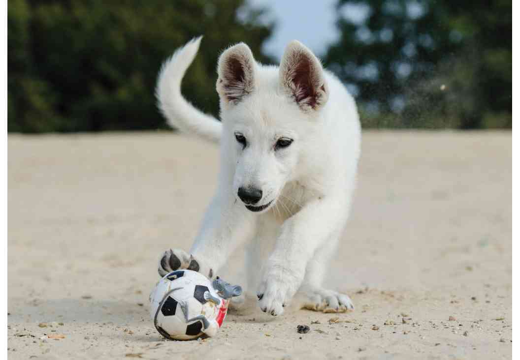 Dogs 500 Pooch Portraits to Brighten Your Day - photo 33