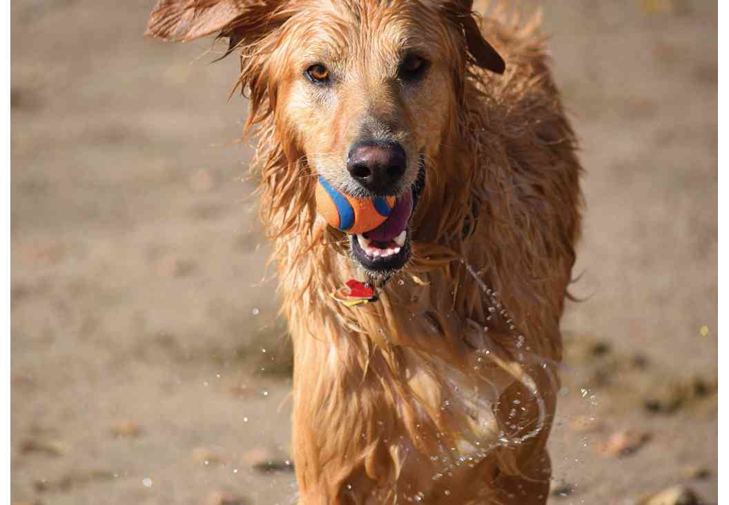 Dogs 500 Pooch Portraits to Brighten Your Day - photo 34