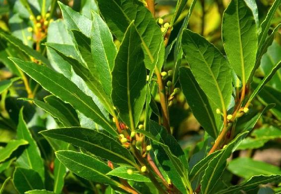 The thick flavorful leaves of this Mediterranean shrub are essential - photo 2