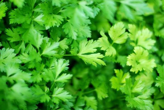 If youre a fan of parsley try growing it in a pot directly next to your thyme - photo 7