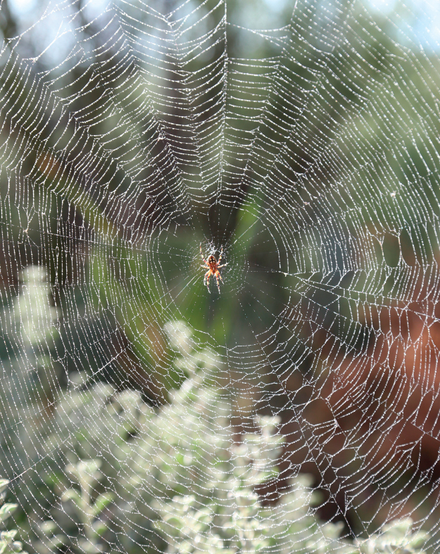 Orb webs are just one of many types of traps and snares constructed of the - photo 2